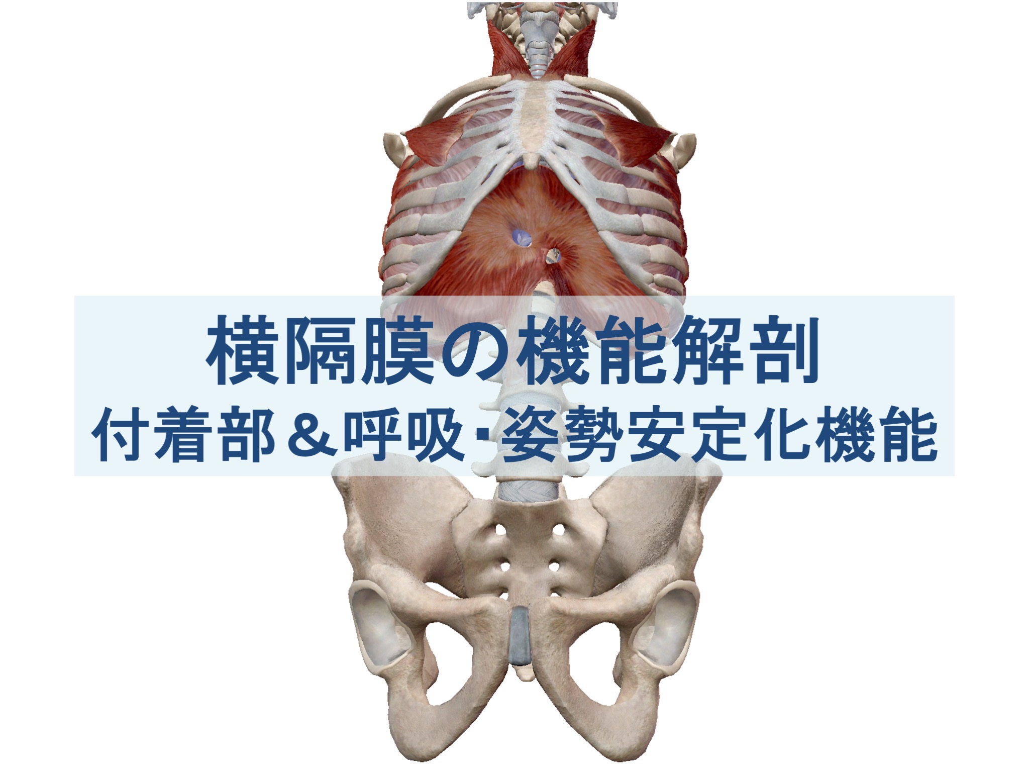 横隔膜の機能解剖：脚の付着部と呼吸機能＆姿勢安定化機能