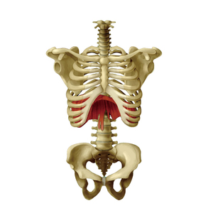 横隔膜と胸郭・骨盤