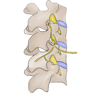 腰椎椎間関節とその間から神経が出ているイラスト