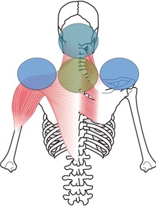 頸椎椎間関節による頸部〜背中の疼痛発生部位