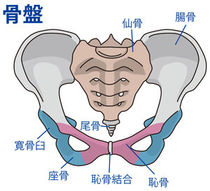 骨盤のイラストになります。仙骨・腸骨によって仙腸関節が形成されます