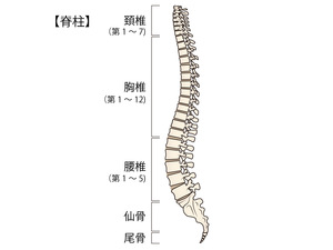 頸椎・胸椎・腰椎・仙骨を表す脊柱全体のイラスト