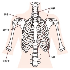 胸椎・肋骨・肩甲骨・鎖骨・上腕骨を含むイラスト