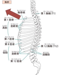 上位胸郭の呼吸による肋骨の動き