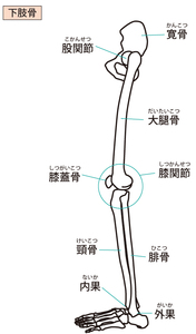 股関節・膝関節・足関節を含む下肢全体のイラスト