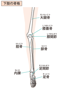 下肢の骨格