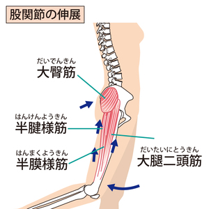 股関節伸展時の筋肉活動