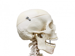 頭蓋骨の模型