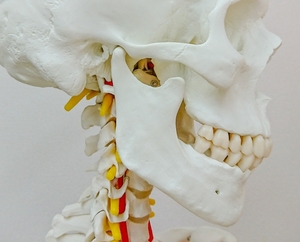 頭頸部の骨模型