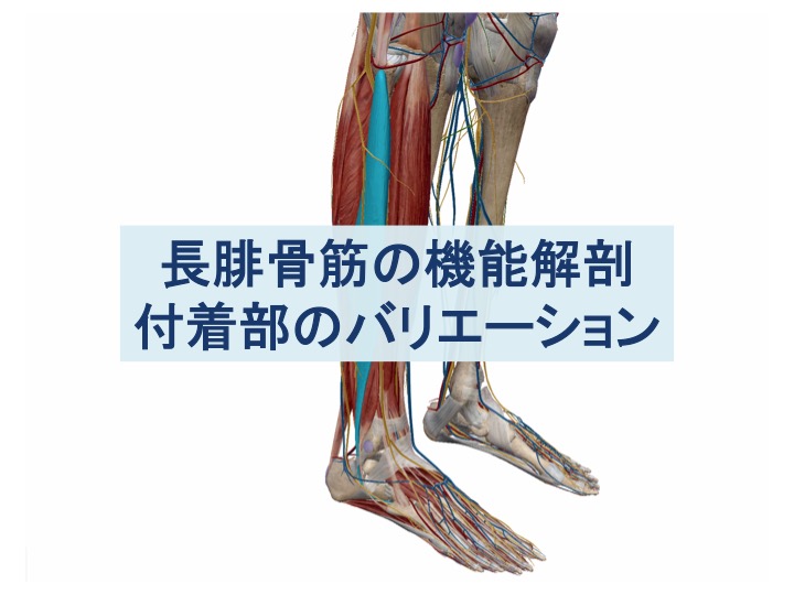 長腓骨筋腱の付着部 停止 のバリエーションと機能 作用 Bpm Function