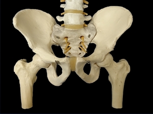 腰椎・骨盤・股関節の骨模型