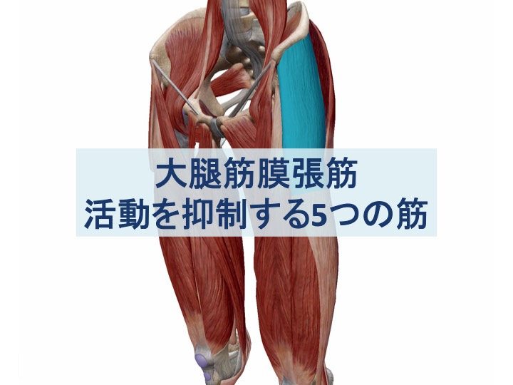 大腿筋膜張筋を抑制する5つの筋：トップ画像