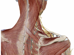 肩甲背神経の走行（背面）