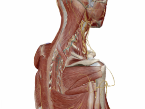 肩甲背神経の走行（側面）