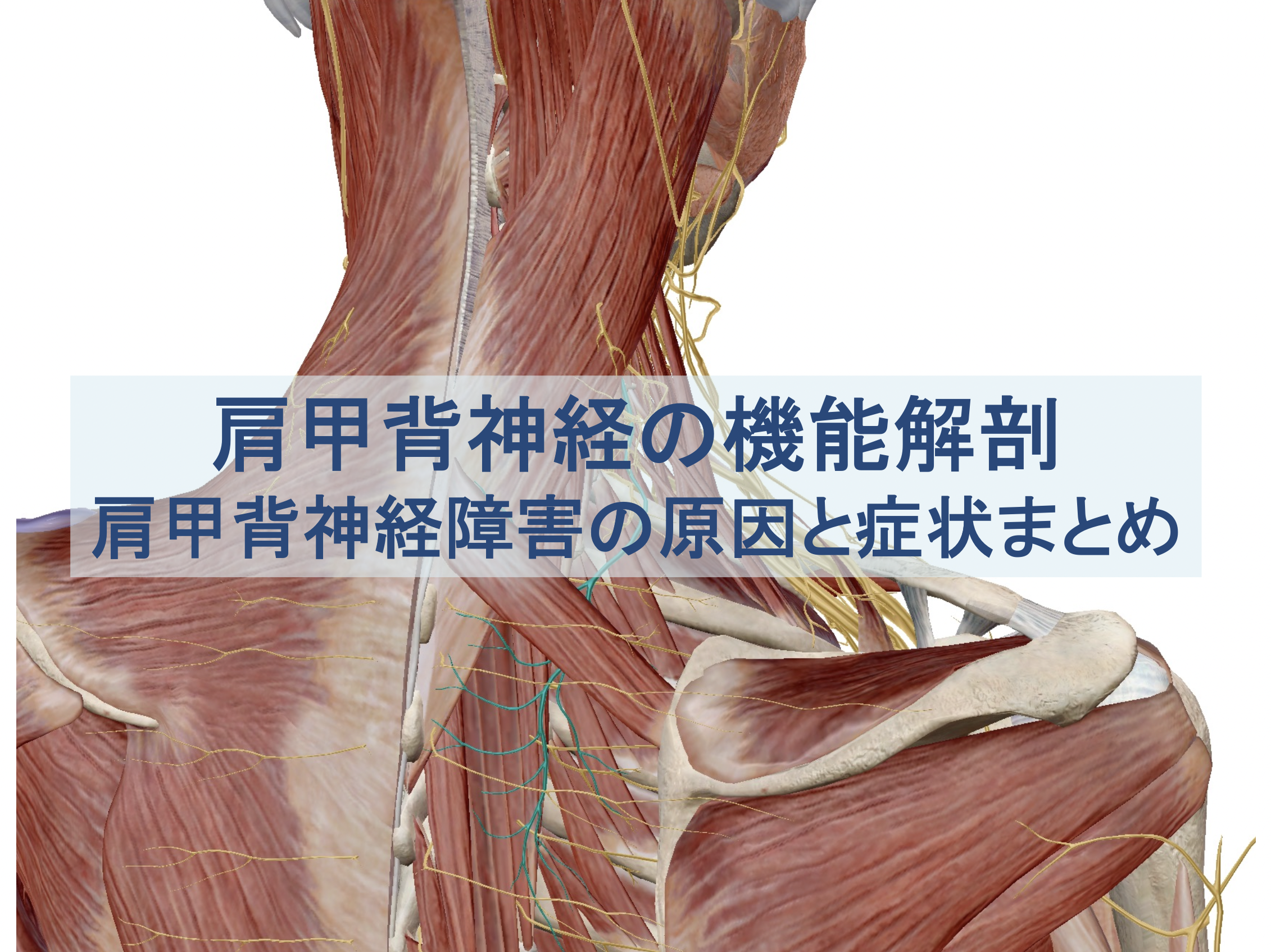 肩甲背神経の機能解剖：肩甲背神経障害の原因と症状のまとめトップ画像