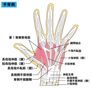 手部の筋肉のイラスト（背側）
