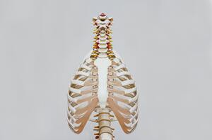 胸郭・頸部の骨模型