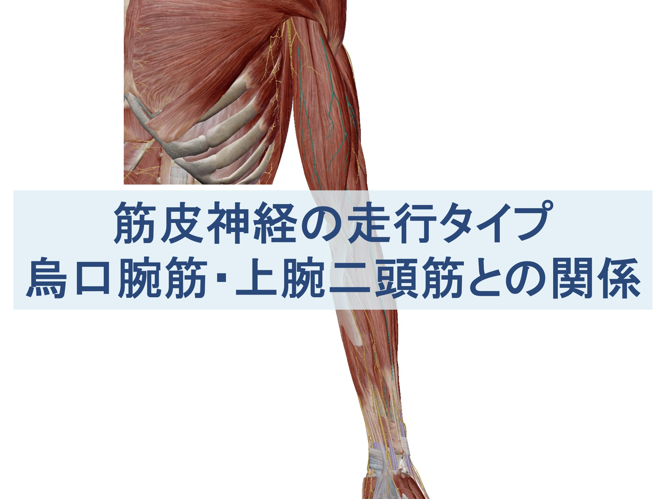 筋皮神経の走行タイプ：烏口腕筋・上腕二頭筋による絞扼障害との関係のトップ画像