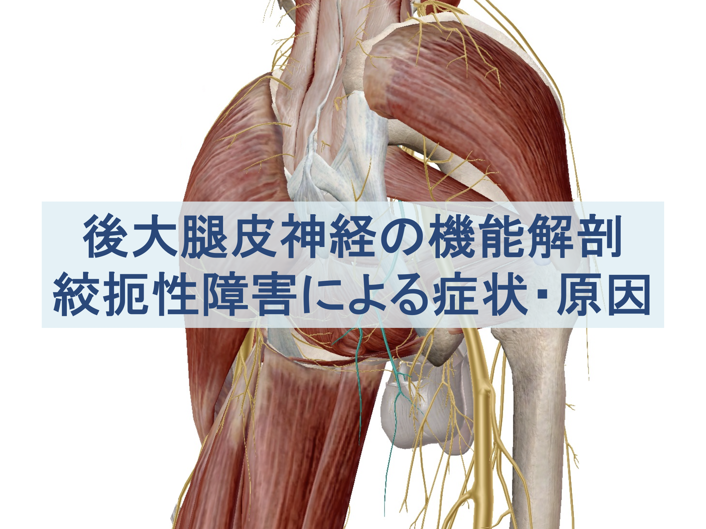 後大腿皮神経の走行・機能の機能解剖：後大腿皮神経障害の症状・原因・評価方法のトップ画像