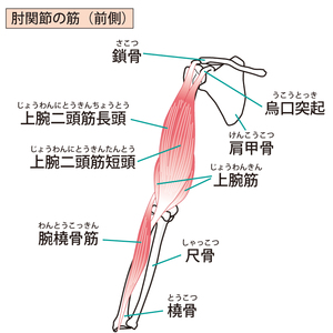 肘関節屈曲の筋肉