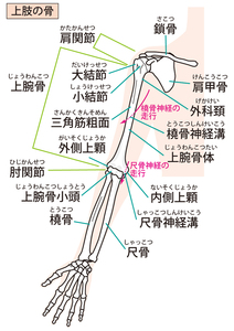 上肢の骨のイラスト