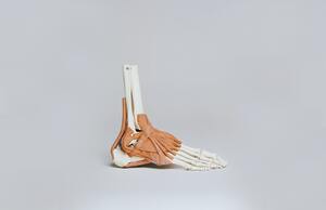 足関節・足部の骨模型
