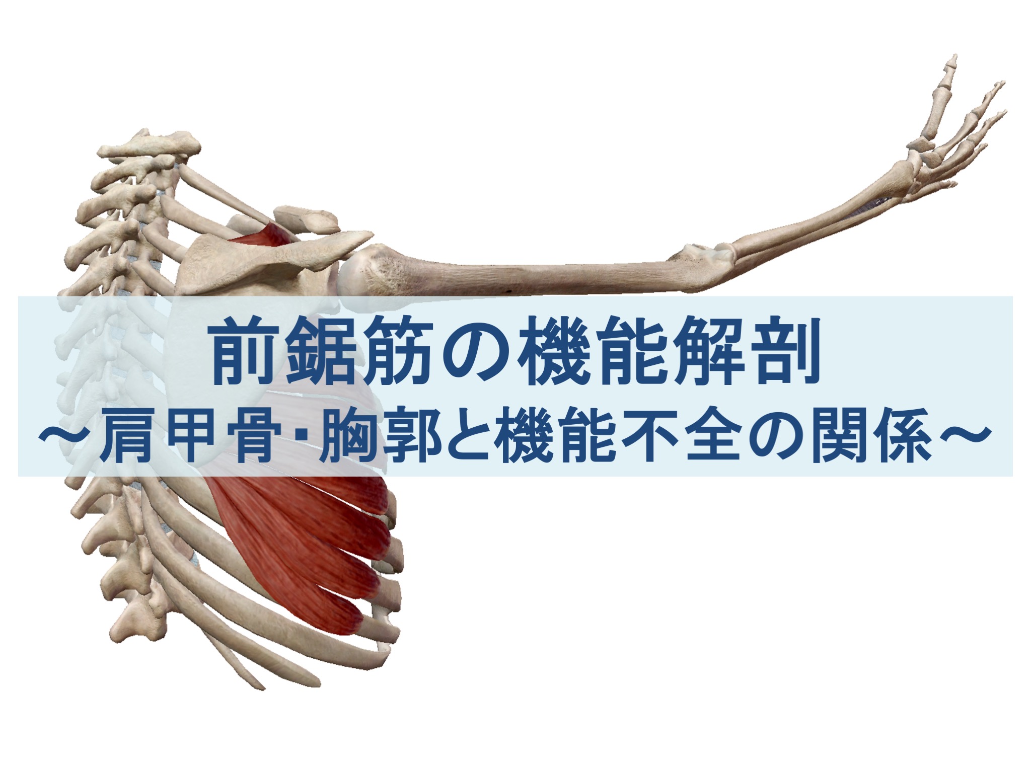 前鋸筋の機能解剖と機能不全の原因を肩甲骨・胸郭から考える記事のトップ画像