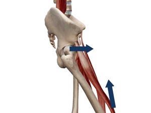 大腿直筋による股関節屈曲
