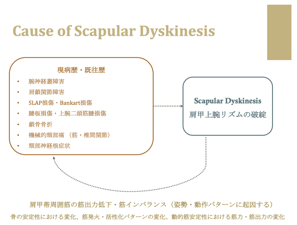 Scapular Dyskinesisの原因