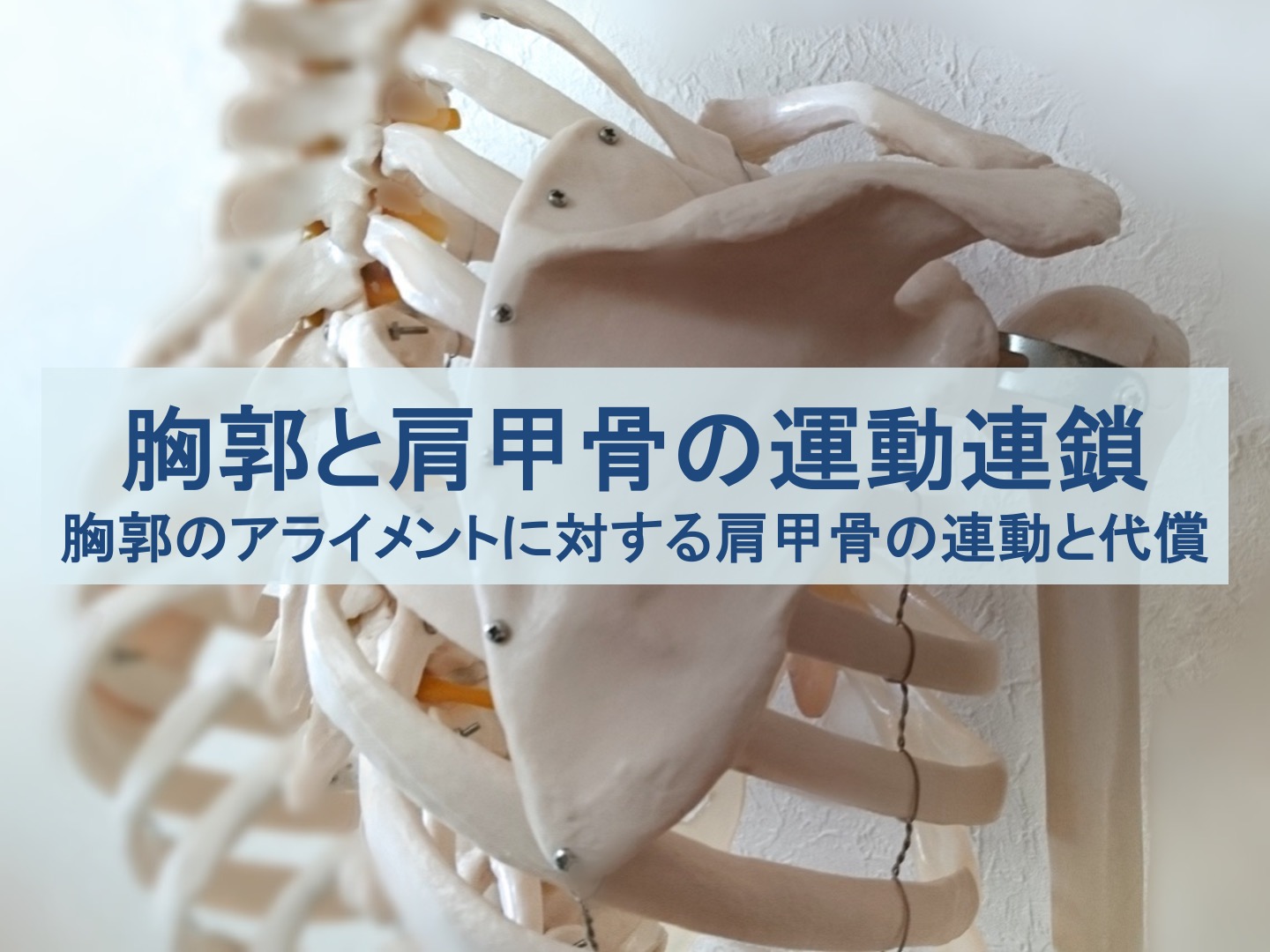 胸郭と肩甲骨の運動連鎖のトップ画像