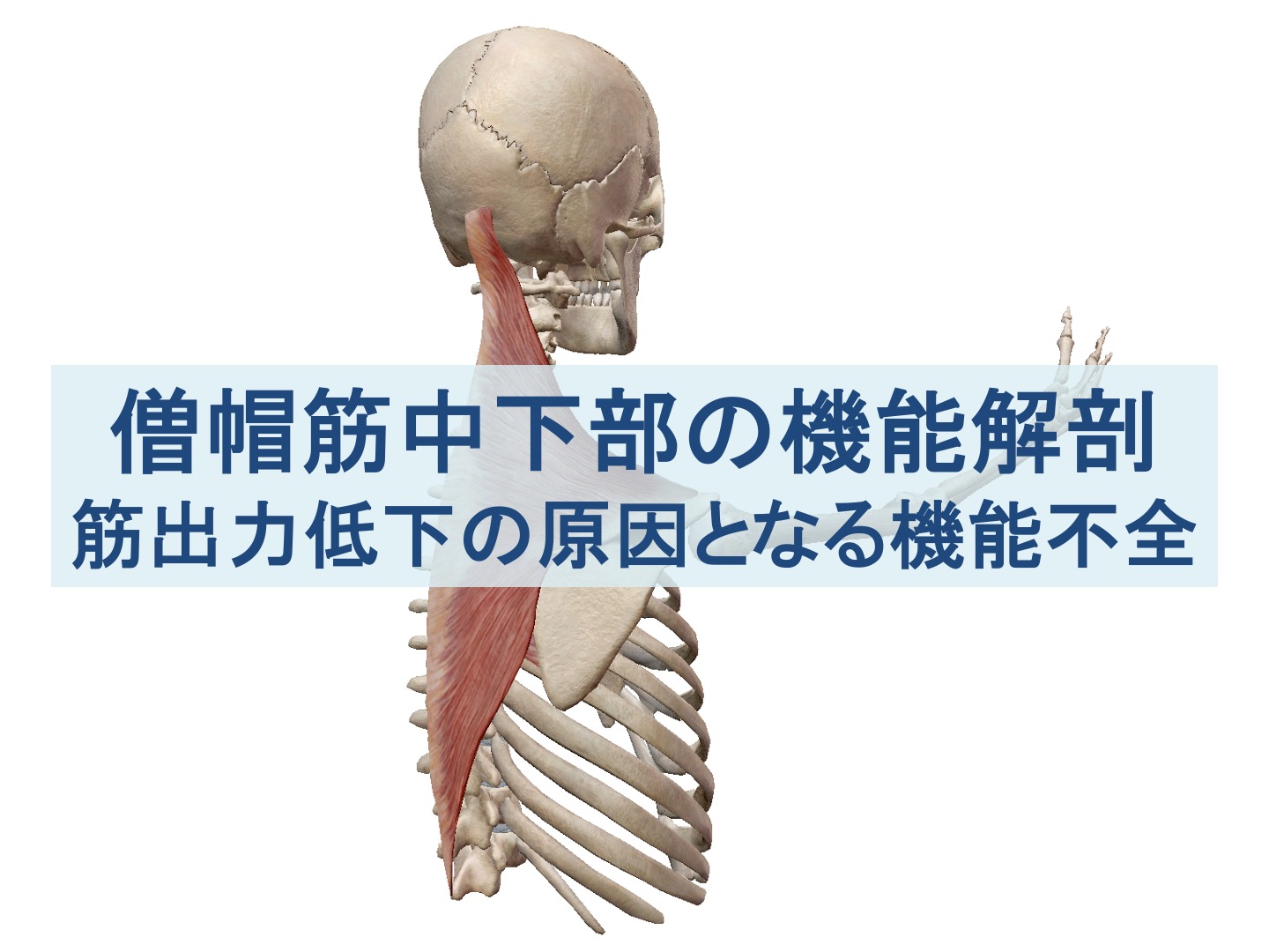 僧帽筋中部・下部線維の機能解剖と筋出力低下の原因となる機能不全のトップ画像