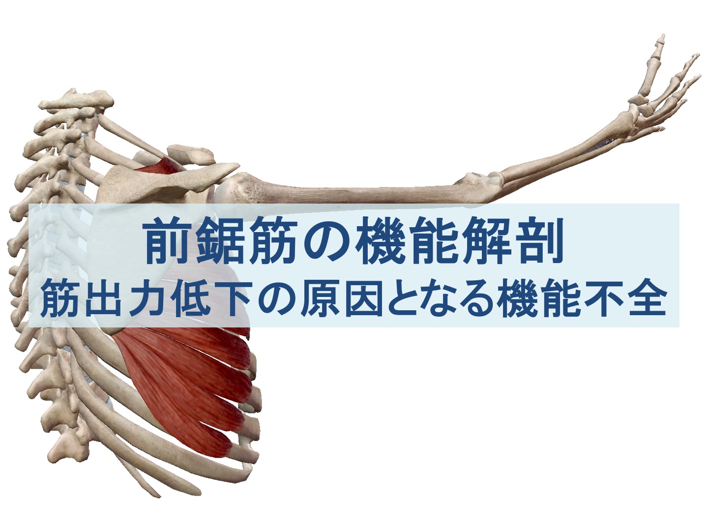 前鋸筋の機能解剖と筋出力低下の原因となる機能不全の原因を肩甲骨・胸郭から考える記事のトップ画像
