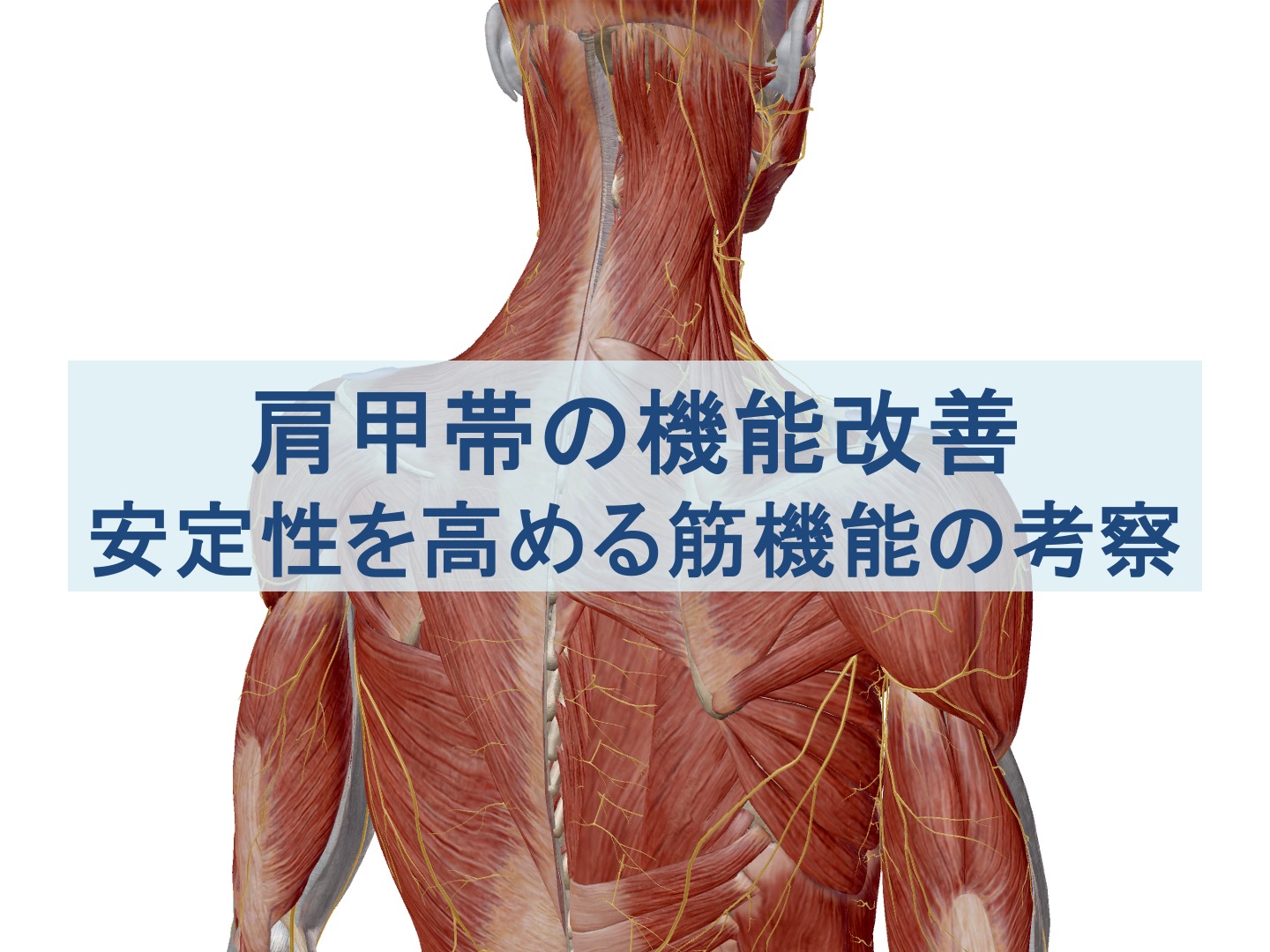 肩甲帯の安定性を高める筋機能の考察・まとめ記事のトップ画像